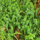 Galium mollugo L.Galium mollugo L.