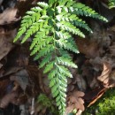 Asplenium onopteris L.Asplenium onopteris L.