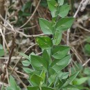 Ruscus aculeatus L.Ruscus aculeatus L.