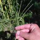 Digitaria sanguinalis (L.) Scop.Digitaria sanguinalis (L.) Scop.