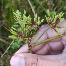 Cyperus eragrostis Lam.Cyperus eragrostis Lam.