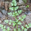 Oenanthe crocata L.Oenanthe crocata L.