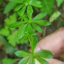 Galium mollugo L.Galium mollugo L.