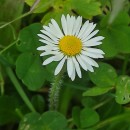 Bellis perennis L.Bellis perennis L.