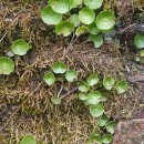 Umbilicus rupestris (Salisb.) DandyUmbilicus rupestris (Salisb.) Dandy