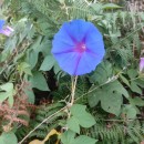 Ipomoea indica (Burm. f.) Merr.Ipomoea indica (Burm. f.) Merr.