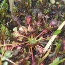 Drosera intermedia HayneDrosera intermedia Hayne