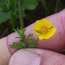 Potentilla erecta (L.) Raeusch.Potentilla erecta (L.) Raeusch.