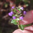 Prunella vulgaris L.Prunella vulgaris L.