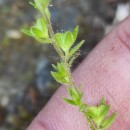 Veronica arvensis L.Veronica arvensis L.