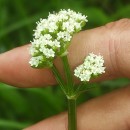 Valeriana dioica L.Valeriana dioica L.