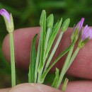 Epilobium tetragonum  L.Epilobium tetragonum  L.