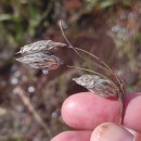 Eriophorum angustifolium Honck.Eriophorum angustifolium Honck.