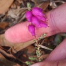 Erica ciliaris L.Erica ciliaris L.