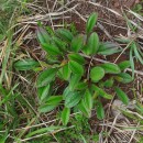 Tuberaria globulariifolia (Lam.) Willk.Tuberaria globulariifolia (Lam.) Willk.