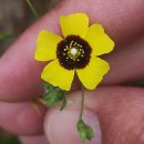 Tuberaria guttata (L.) Fourr.Tuberaria guttata (L.) Fourr.