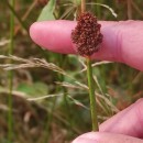 Juncus conglomeratus L.Juncus conglomeratus L.