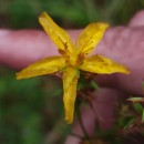 Hypericum perforatum L. subsp. perforatumHypericum perforatum L. subsp. perforatum