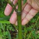 Phyllostachys reticulata (Rupr.) K.KochPhyllostachys reticulata (Rupr.) K.Koch