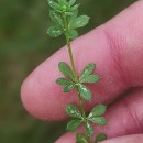 Galium saxatile L.Galium saxatile L.
