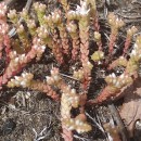 Sedum arenarium Brot.Sedum arenarium Brot.