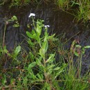 Myosotis secunda A. MurrayMyosotis secunda A. Murray