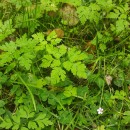 Geranium robertianum L.Geranium robertianum L.