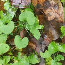 Viola palustris L.Viola palustris L.