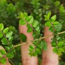 Lonicera ligustrina Wall.Lonicera ligustrina Wall.