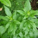 Eupatorium cannabinum L.Eupatorium cannabinum L.