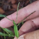 Digitaria ischaemum (Schreb.) Muhl.Digitaria ischaemum (Schreb.) Muhl.