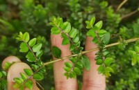 Lonicera ligustrina Wall.Lonicera ligustrina Wall.