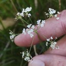 Trocdaris verticillatum (L.) Raf.Trocdaris verticillatum (L.) Raf.