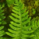 Polypodium interjectum ShivasPolypodium interjectum Shivas