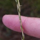 Molinia caerulea (L.) MoenchMolinia caerulea (L.) Moench