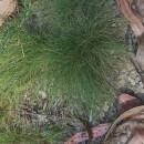 Agrostis curtisii KerguélenAgrostis curtisii Kerguélen