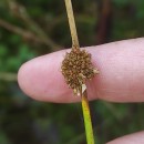 Juncus conglomeratus L.Juncus conglomeratus L.