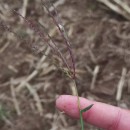 Digitaria sanguinalis (L.) Scop.Digitaria sanguinalis (L.) Scop.