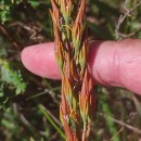 Narthecium ossifragum (L.) Huds.Narthecium ossifragum (L.) Huds.