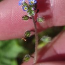 Myosotis ramosissima Rochel subsp. gracillima (Loscos & J. Pardo) Rivas Mart.Myosotis ramosissima Rochel subsp. gracillima (Loscos & J. Pardo) Rivas Mart.