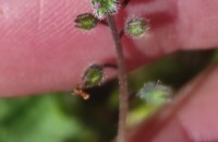 Myosotis ramosissima Rochel subsp. gracillima (Loscos & J. Pardo) Rivas Mart.Myosotis ramosissima Rochel subsp. gracillima (Loscos & J. Pardo) Rivas Mart.
