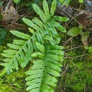 Polypodium interjectum ShivasPolypodium interjectum Shivas