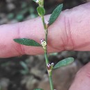 Polygonum aviculare L. subsp. rurivagum (Boreau) BerherPolygonum aviculare L. subsp. rurivagum (Boreau) Berher