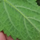 Scrophularia herminii Hoffmanns. & LinkScrophularia herminii Hoffmanns. & Link
