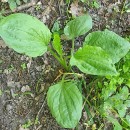 Plantago major  L.Plantago major  L.