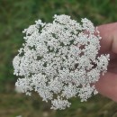 Daucus carota  L.Daucus carota  L.