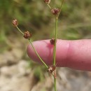 Juncus bulbosus L.Juncus bulbosus L.