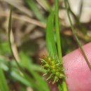 Carex demissa Hornem.Carex demissa Hornem.