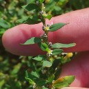 Polygonum aviculare L. subsp. rurivagum (Boreau) BerherPolygonum aviculare L. subsp. rurivagum (Boreau) Berher