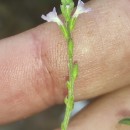 Verbena officinalis L.Verbena officinalis L.